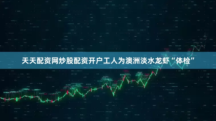 天天配资网炒股配资开户工人为澳洲淡水龙虾“体检”